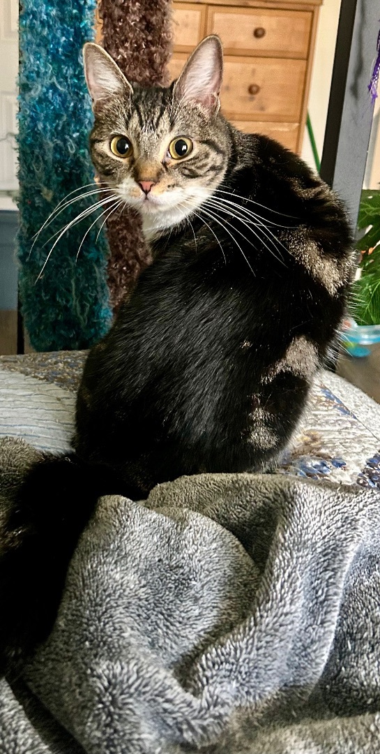 Enlarge Tidal Wave Wanda, a Adoptable Tabby in Tustin, CA image 1/4