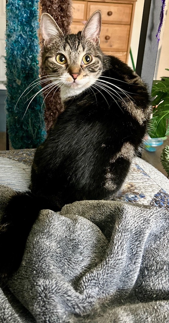 Enlarge Tidal Wave Wanda, a Adoptable Tabby in Tustin, CA image 2/4