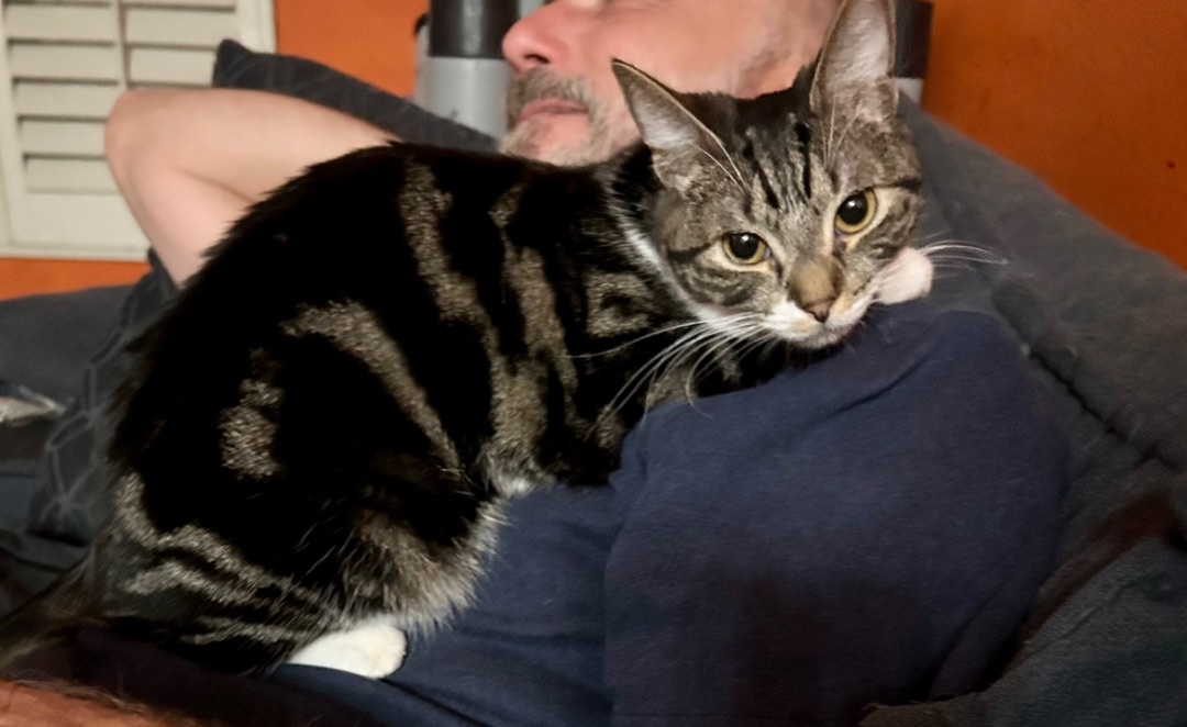 Enlarge Tidal Wave Wanda, a Adoptable Tabby in Tustin, CA image 4/4