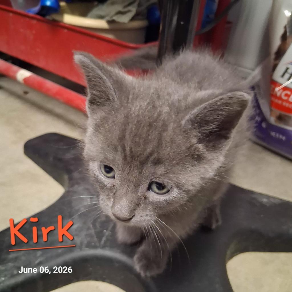 Kirk, Adoptable, Kitten Male Domestic Short Hair.