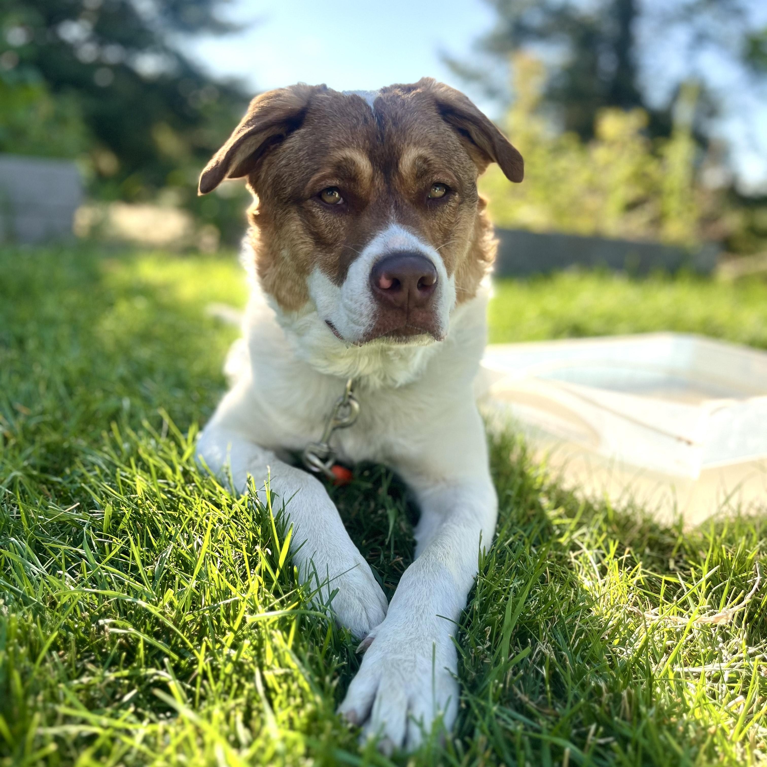 Lucious, an adoptable Pit Bull Terrier in Moscow, ID, 83843 | Photo Image 1