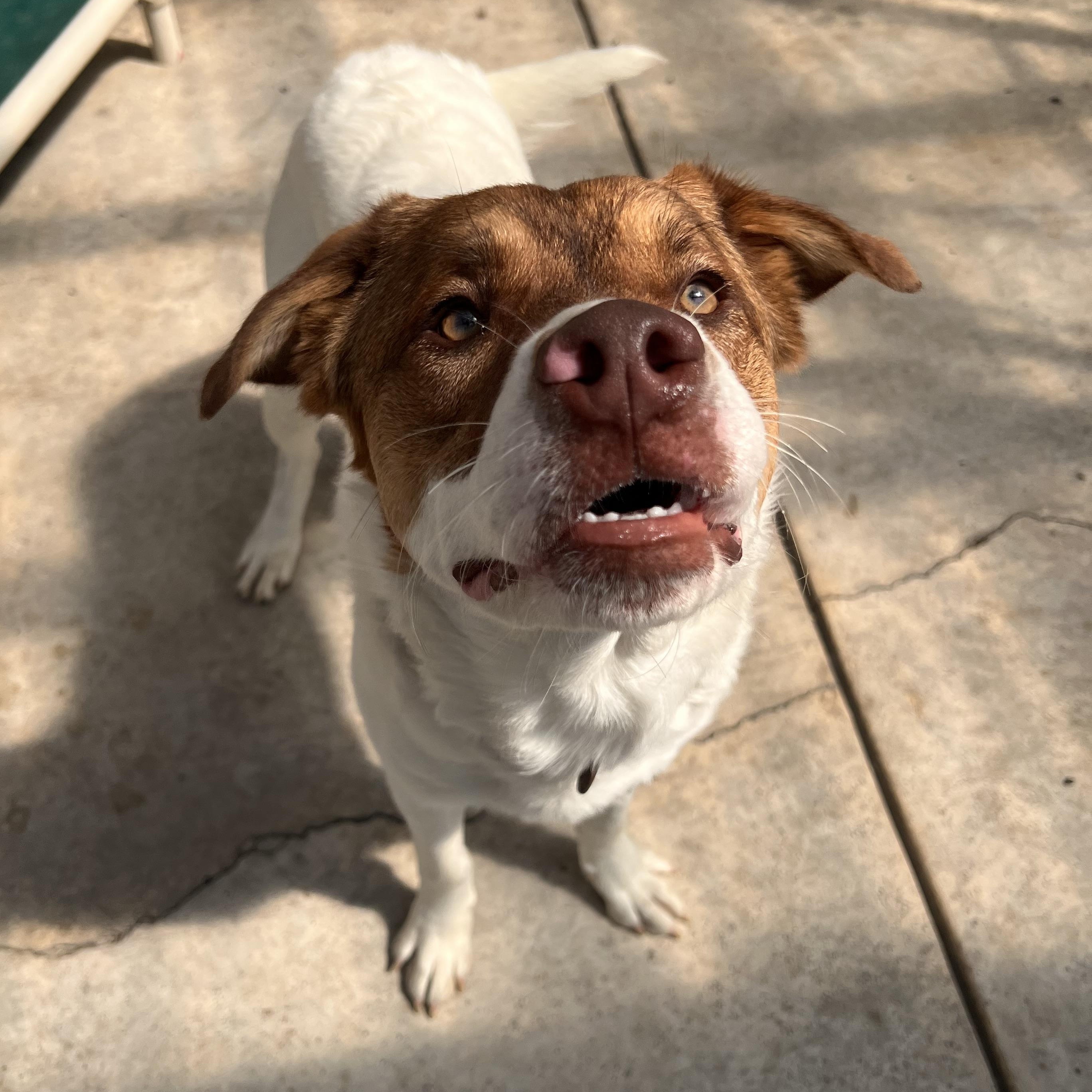 Lucious, an adoptable Pit Bull Terrier in Moscow, ID, 83843 | Photo Image 3