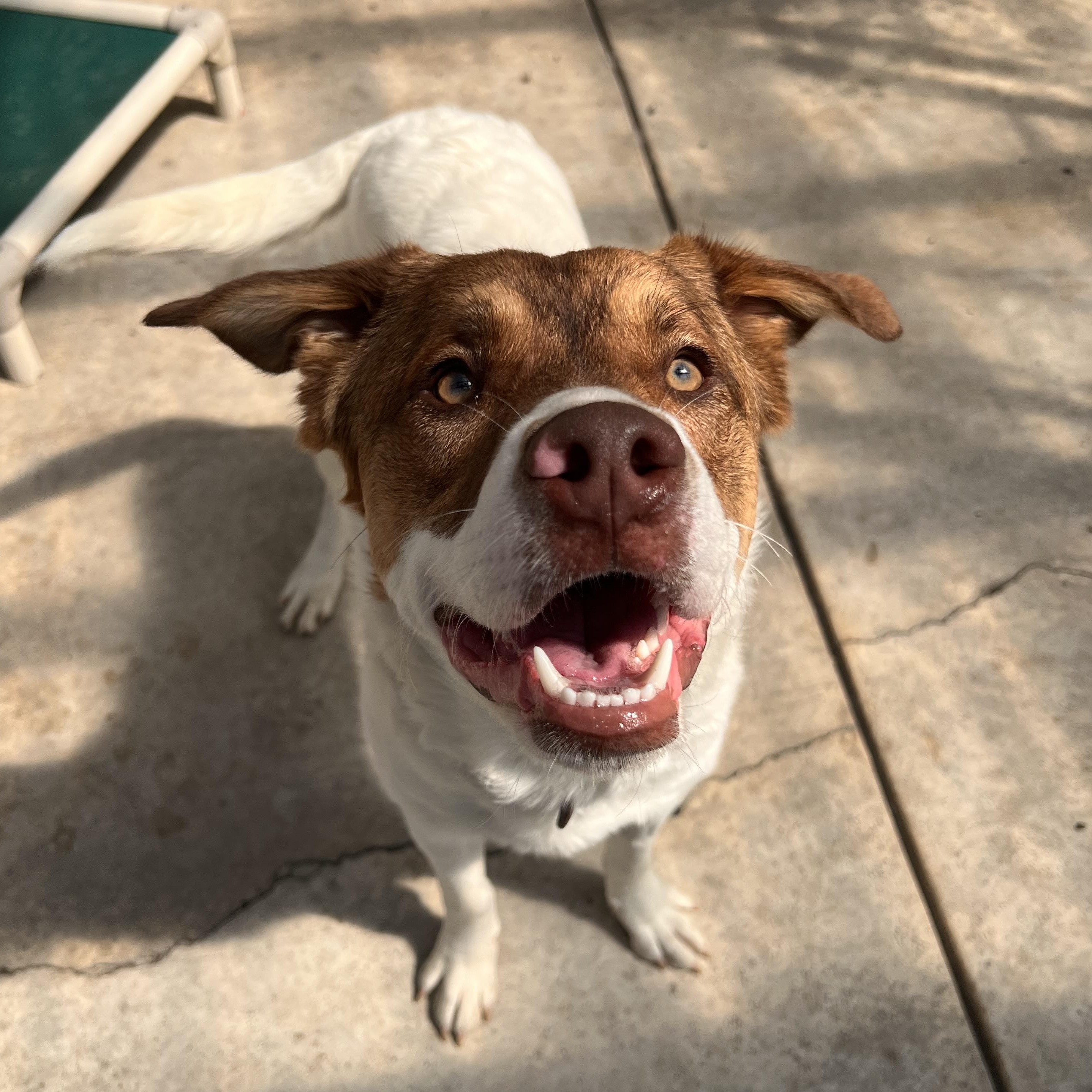 Lucious, an adoptable Pit Bull Terrier in Moscow, ID, 83843 | Photo Image 2