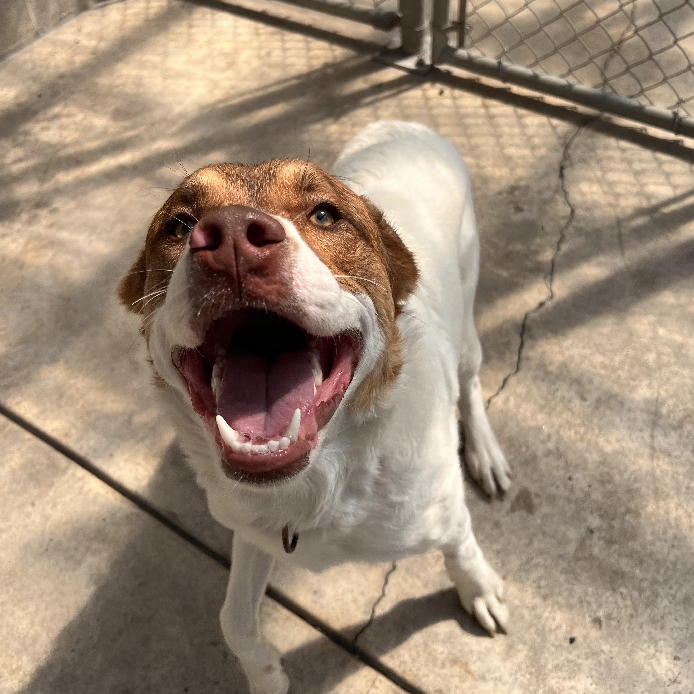 Lucious, an adoptable Pit Bull Terrier in Moscow, ID, 83843 | Photo Image 4