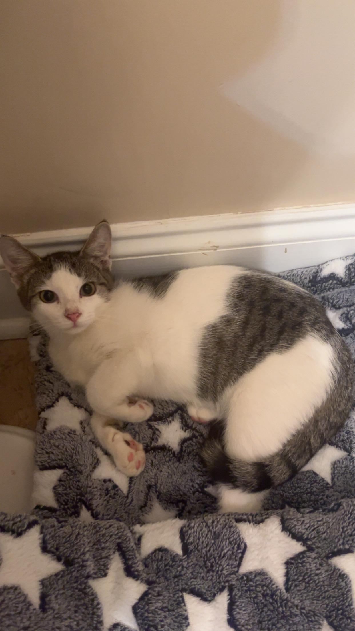 Folly, adopted, Young Female Domestic Short Hair.