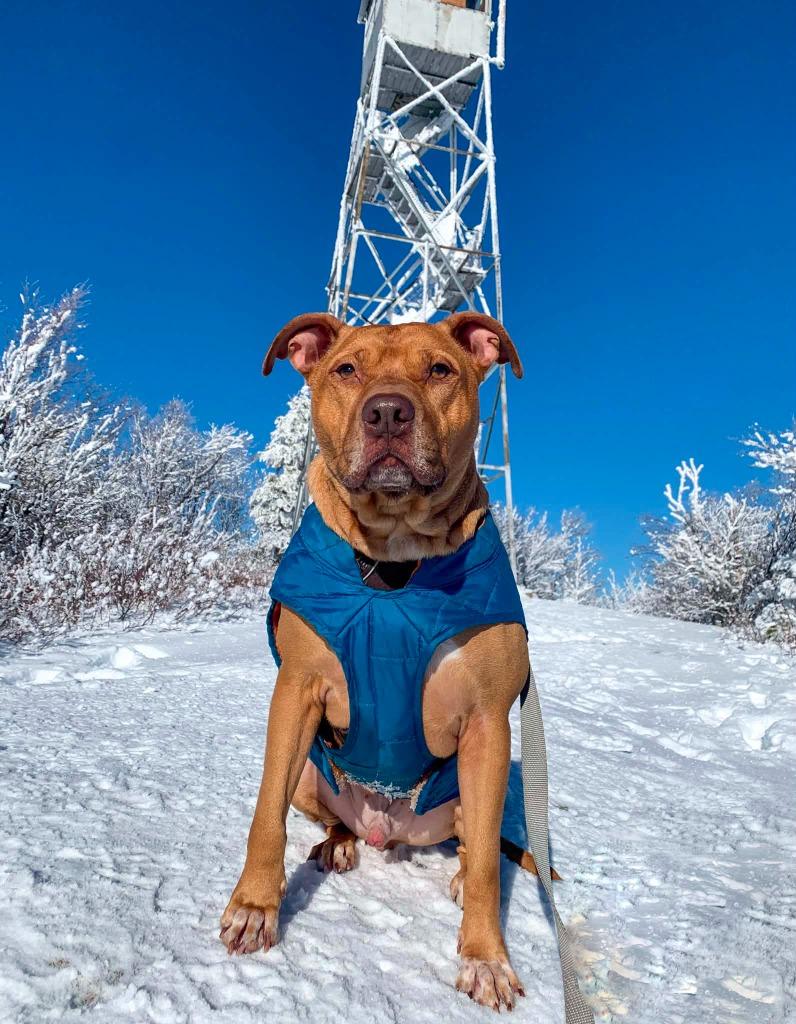 Junior ***Courtesy Listing***, a Adoptable Pit Bull Terrier in Peru, NY image 4/6