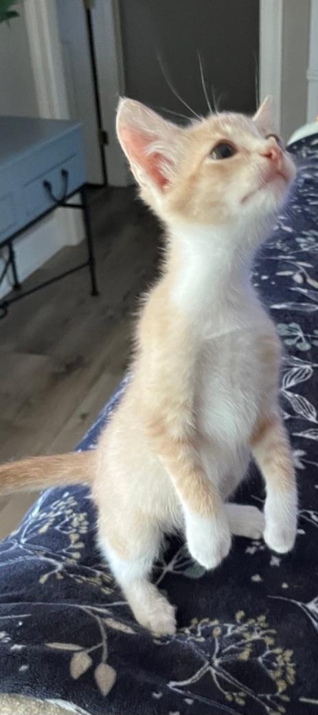Enlarge Kiwi, a Adopted Domestic Short Hair in Lafayette, LA image 3/4