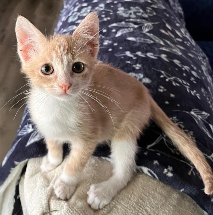 Enlarge Kiwi, a Adopted Domestic Short Hair in Lafayette, LA image 1/4