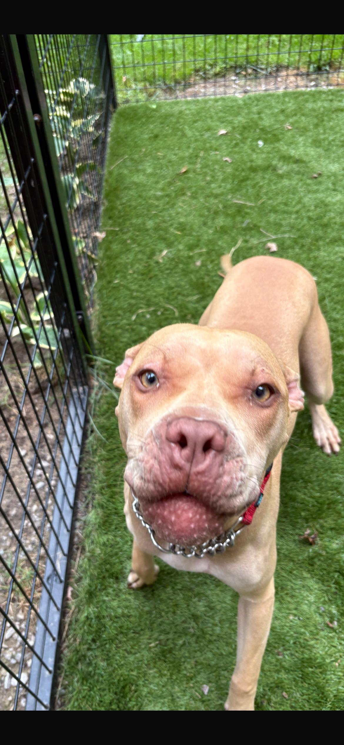Enlarge Liliana, a Adoptable mixed breed in Midland, MI image 5/6