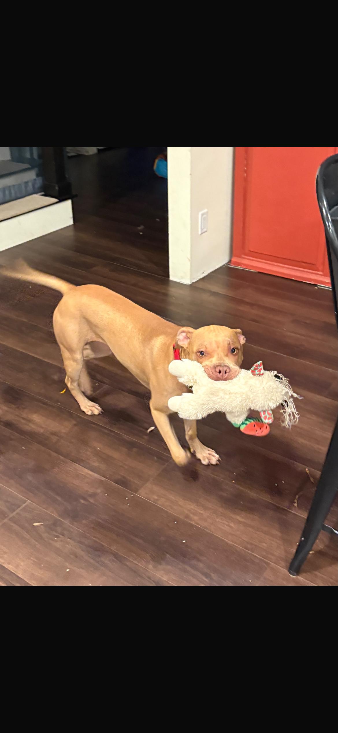 Enlarge Liliana, a Adoptable mixed breed in Midland, MI image 2/6