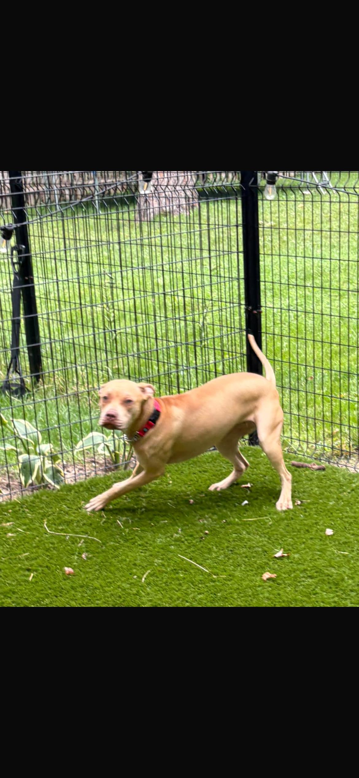 Enlarge Liliana, a Adoptable mixed breed in Midland, MI image 6/6