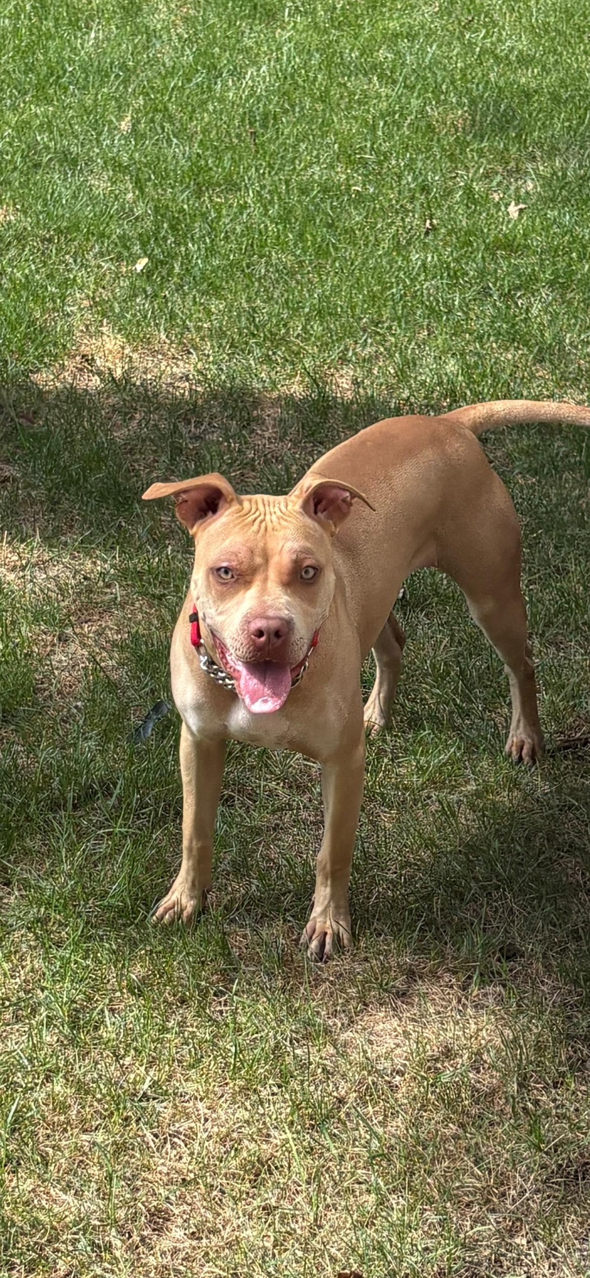 Enlarge Liliana, a Adoptable mixed breed in Midland, MI image 4/6