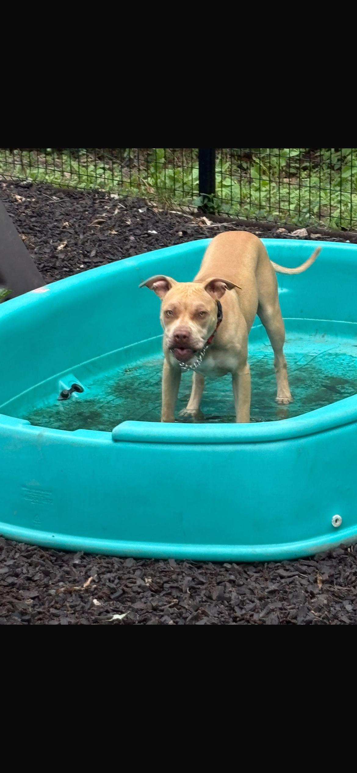 Enlarge Liliana, a Adoptable mixed breed in Midland, MI image 3/6