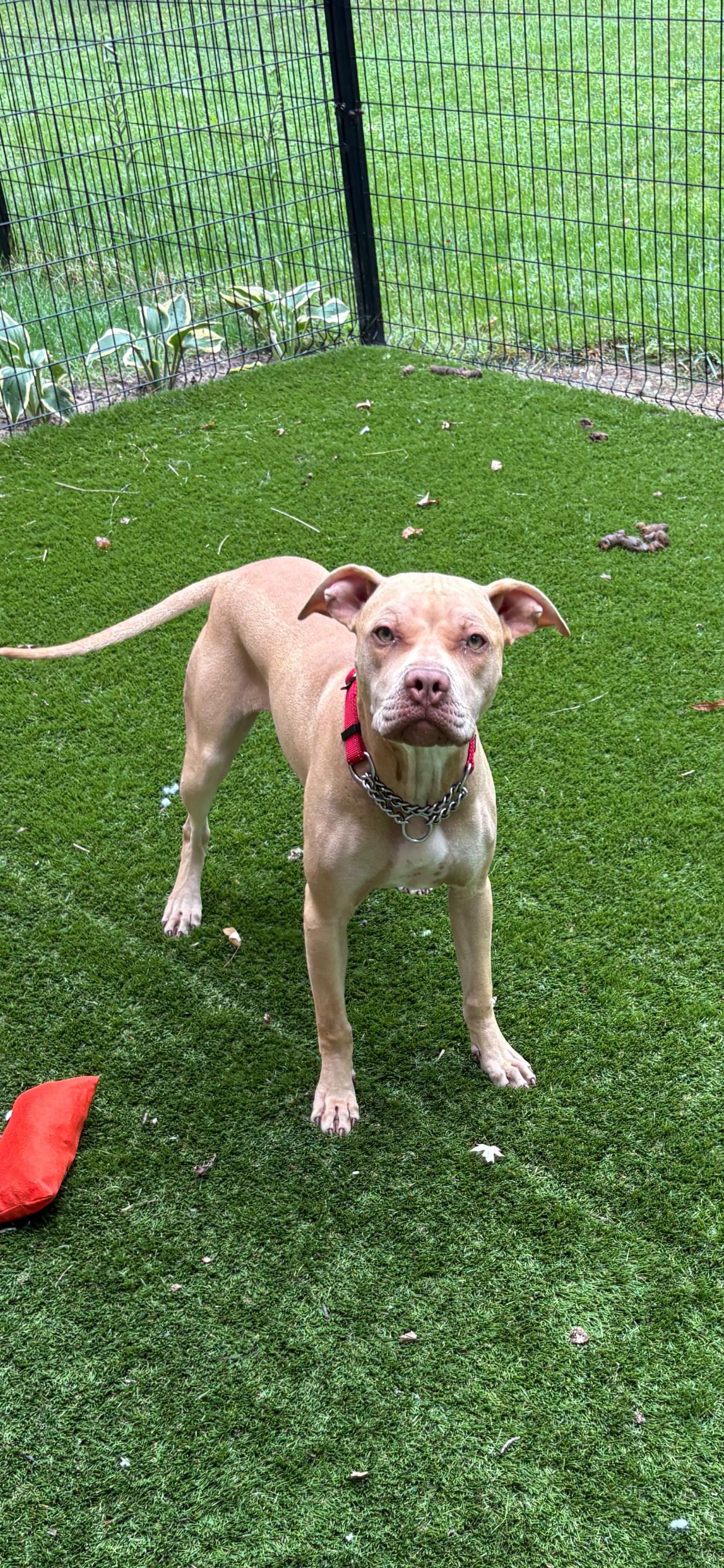 Liliana, Adoptable, Young Female Pit Bull Terrier & Boxer.