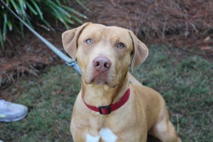 Brumos, Adoptable, Adult Male Retriever & Mixed Breed.