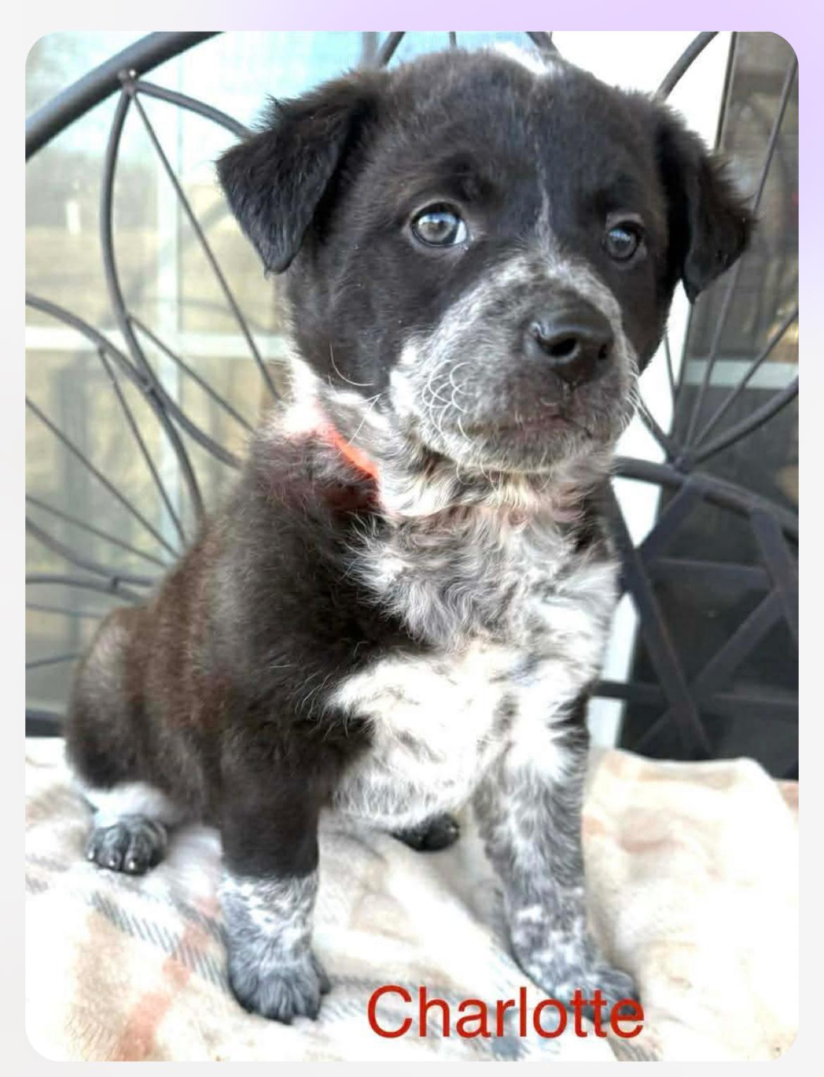 Charlotte, ADOPTABLE, Puppy Female Great Pyrenees & Australian Cattle Dog / Blue Heeler.