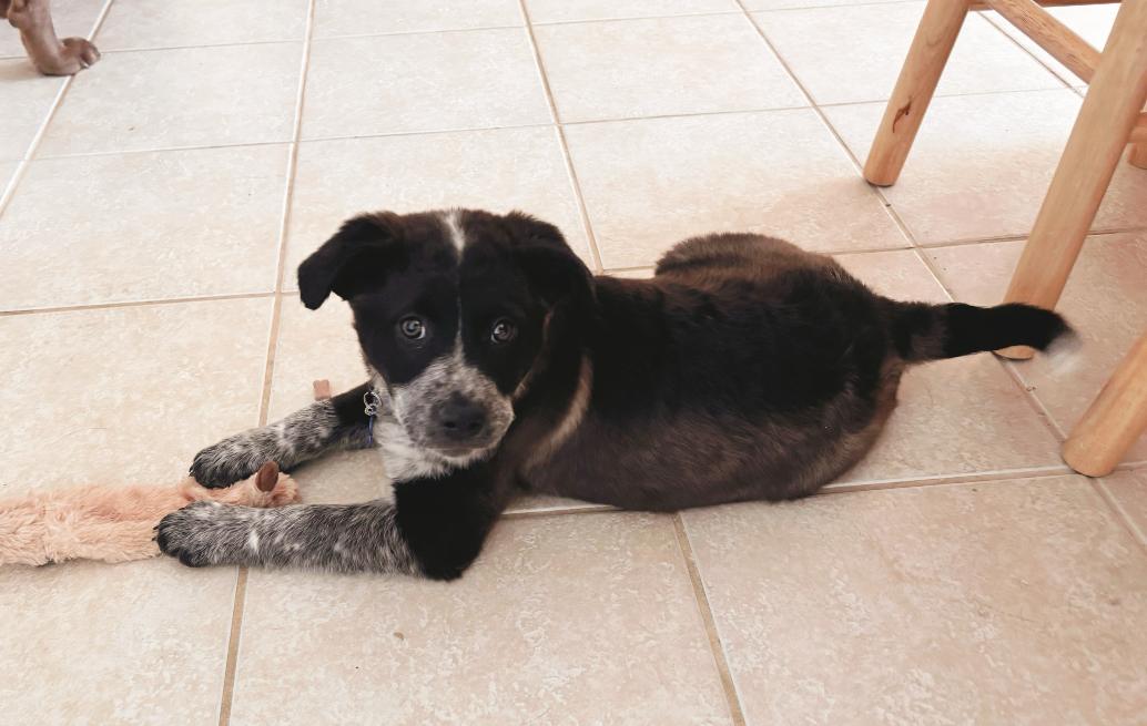 Enlarge Charlotte, a ADOPTABLE mixed breed in Columbia, MD image 2/4