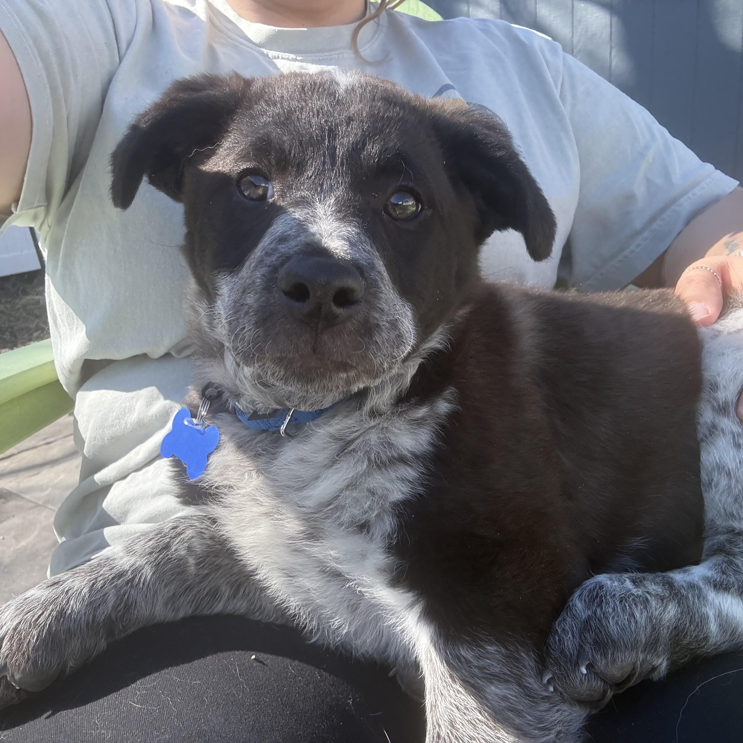 Enlarge Charlotte, a ADOPTABLE mixed breed in Columbia, MD image 4/4