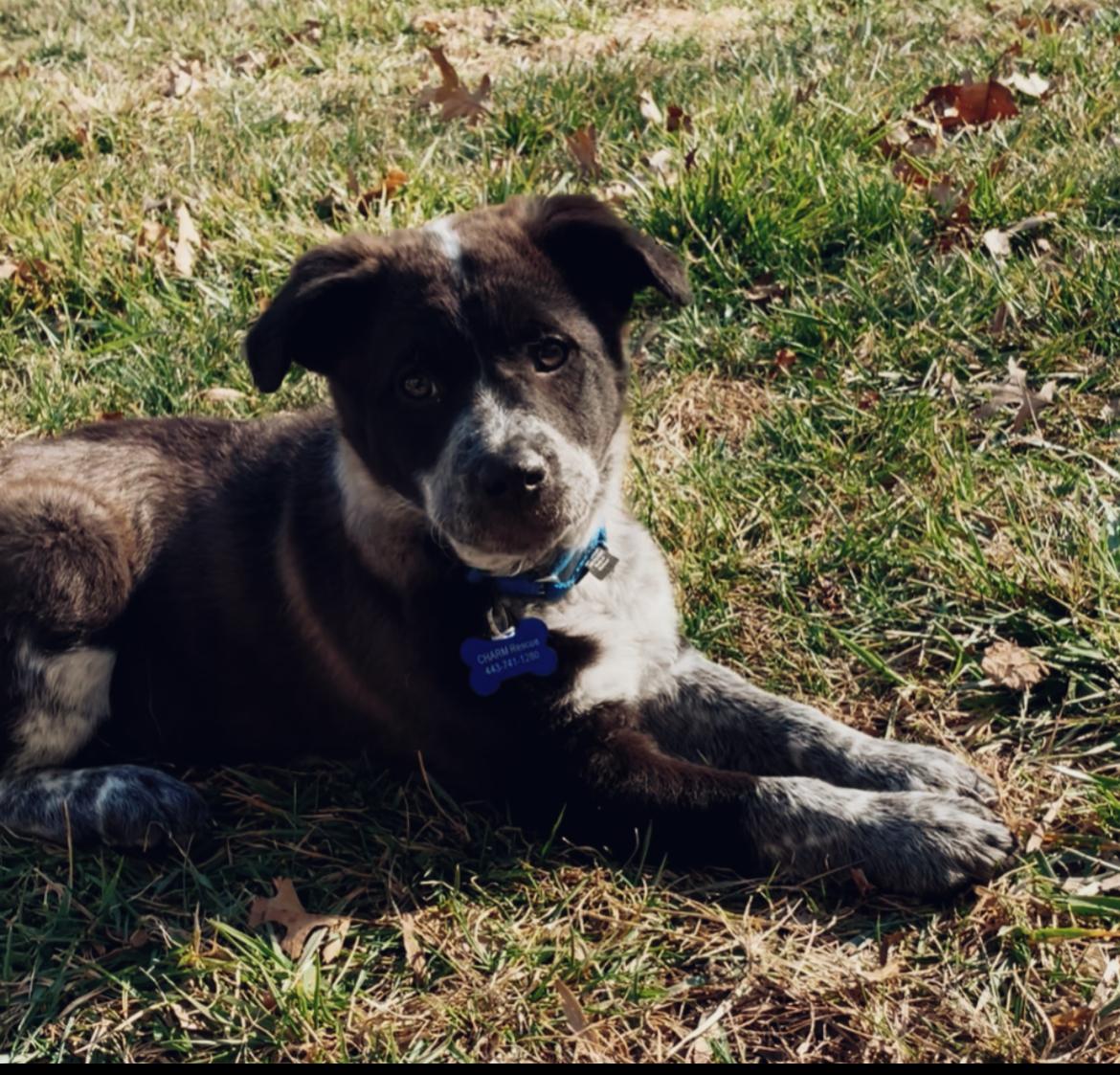 Enlarge Charlotte, a ADOPTABLE mixed breed in Columbia, MD image 3/4