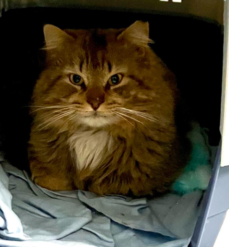 Mr. Snuggles, a Adoptable Domestic Long Hair in Charlotte, NC image 5/6