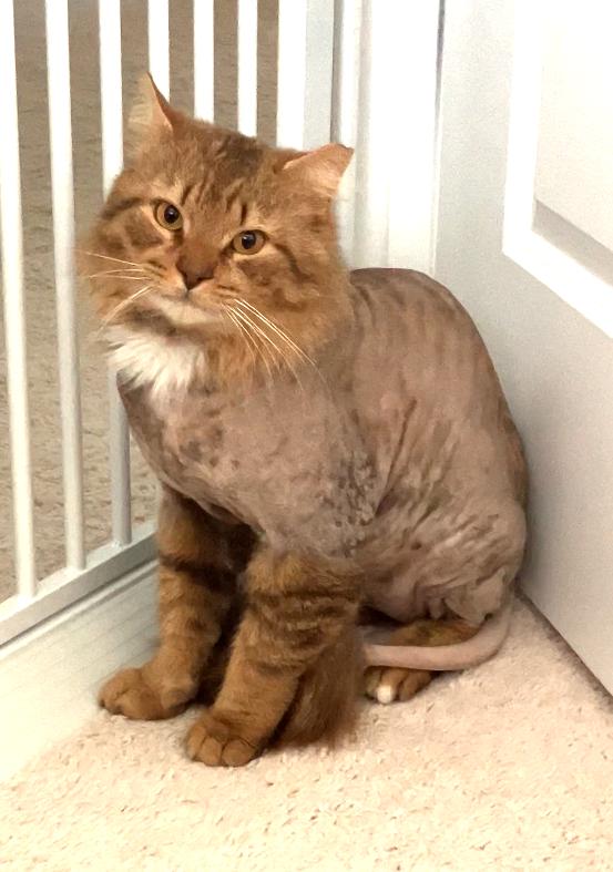 Mr. Snuggles, a Adoptable Domestic Long Hair in Charlotte, NC image 6/6