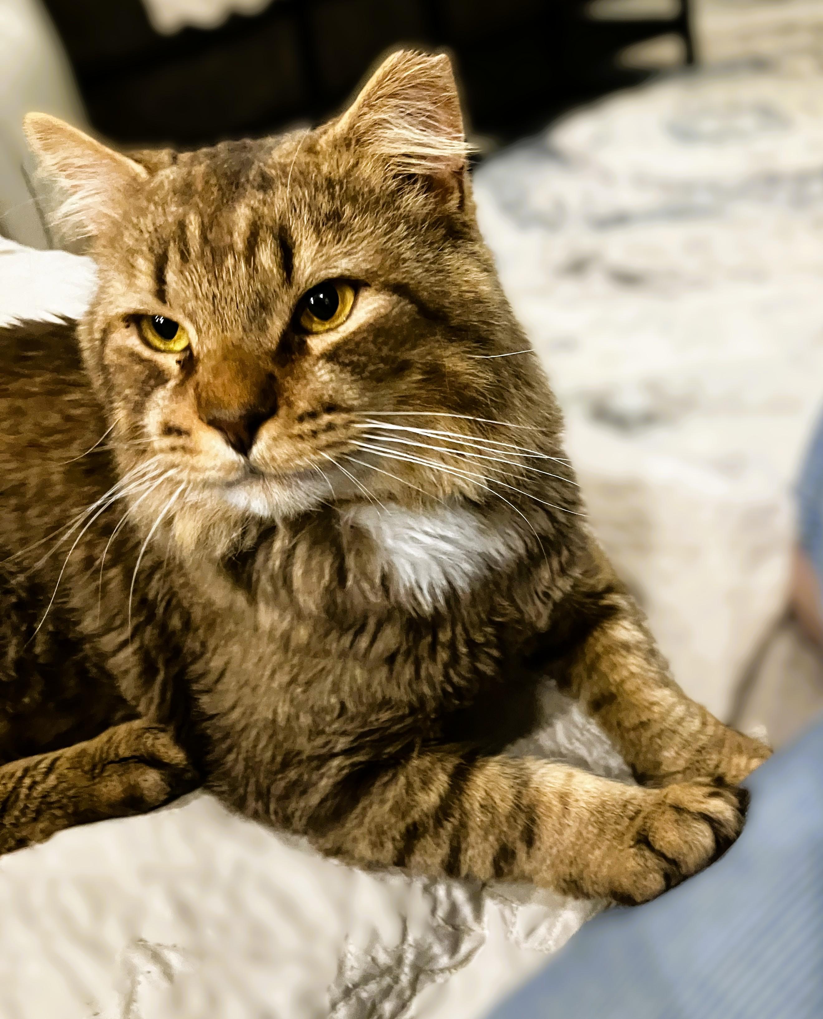 Enlarge Mr. Snuggles, an adopted Domestic Long Hair in Charlotte, NC image 6/6