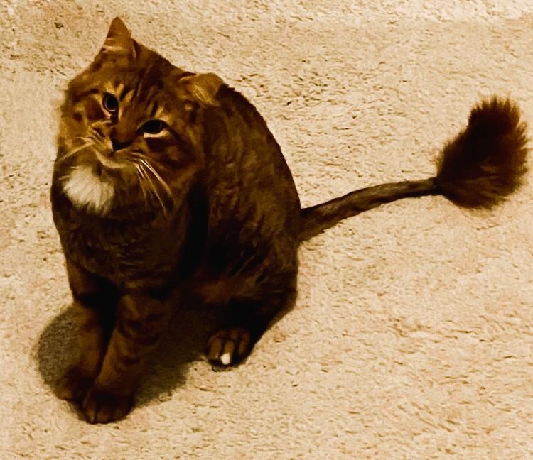 Enlarge Mr. Snuggles, an adopted Domestic Long Hair in Charlotte, NC image 2/6