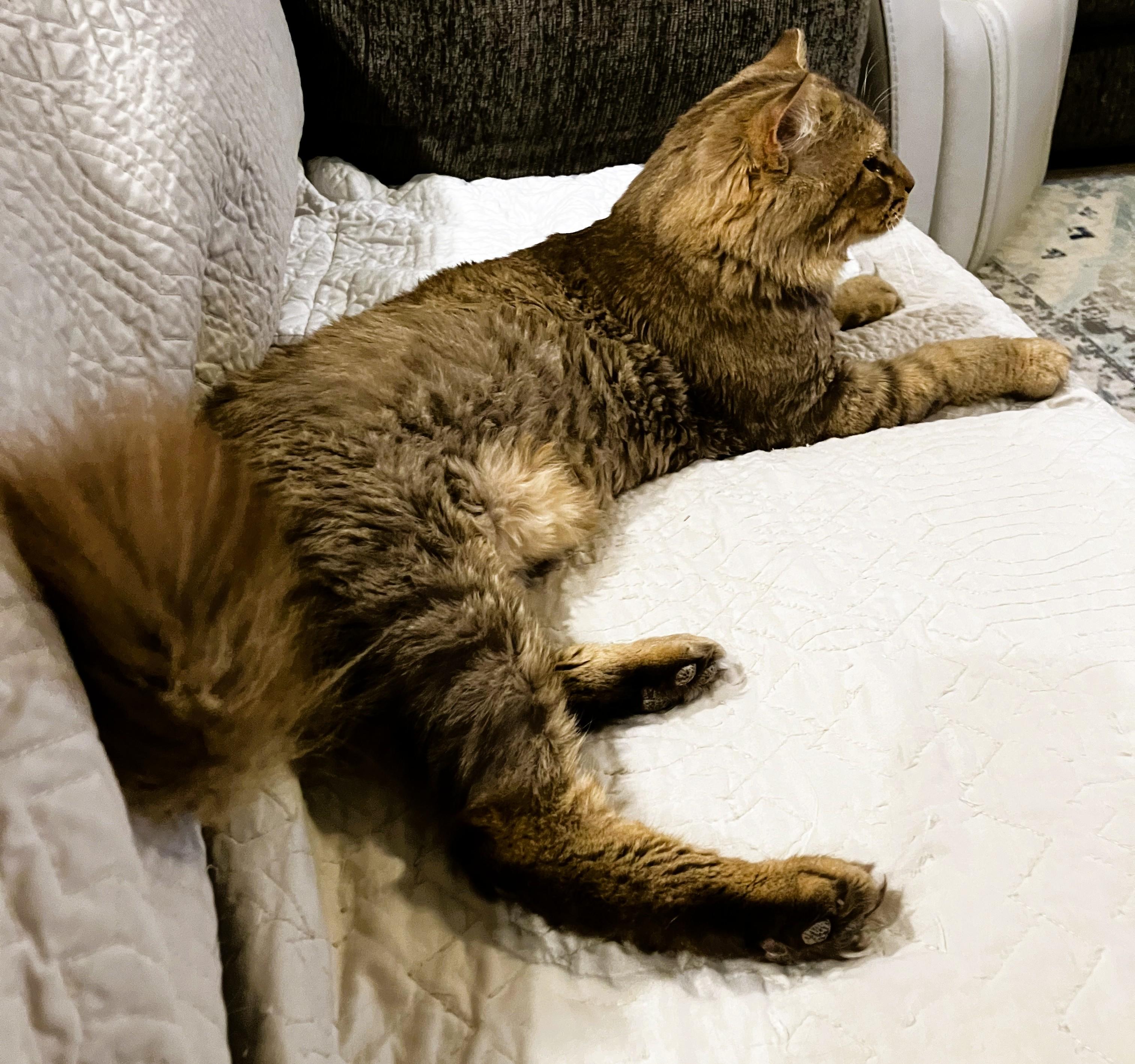 Enlarge Mr. Snuggles, an adopted Domestic Long Hair in Charlotte, NC image 5/6
