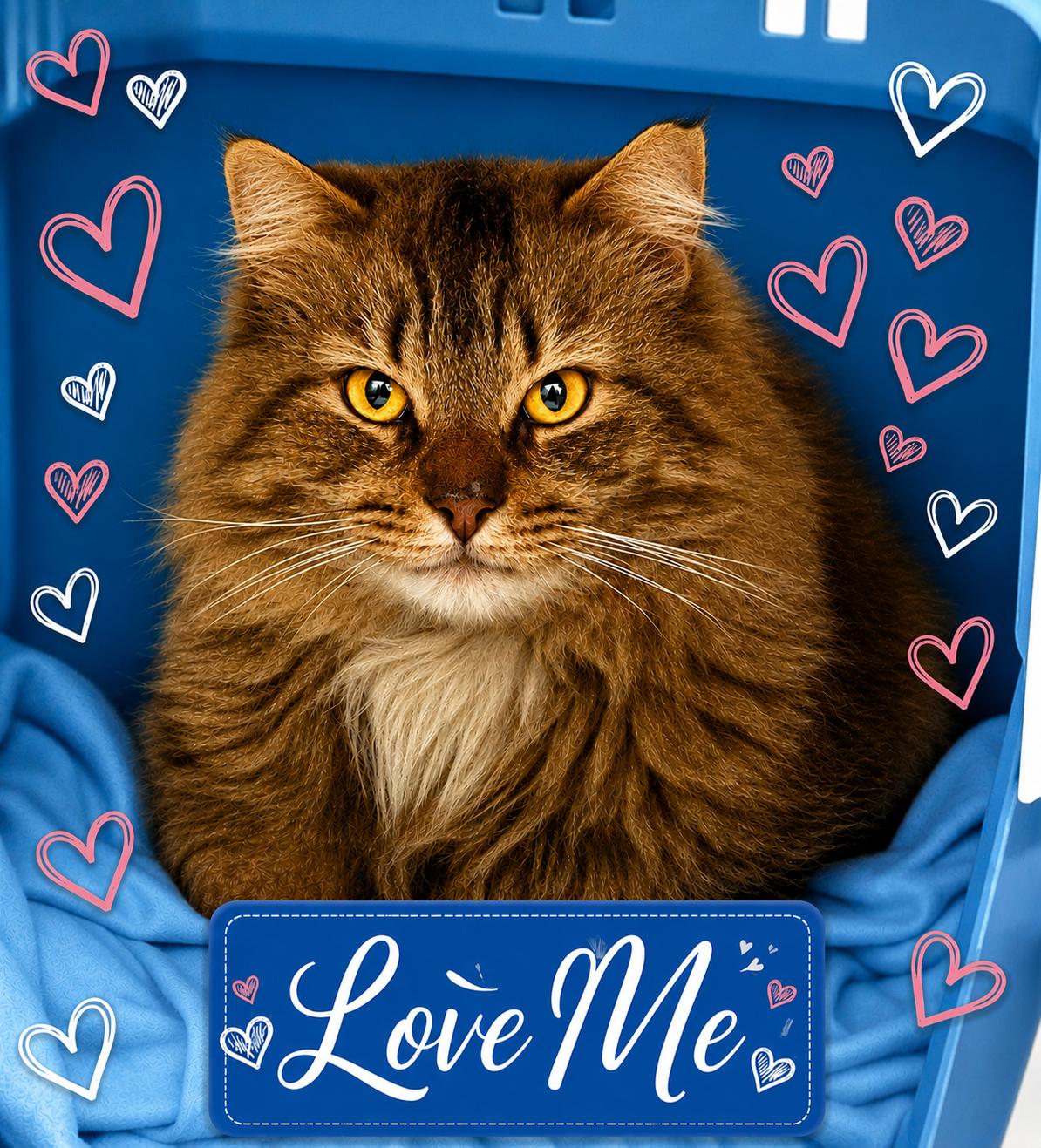 Enlarge Mr. Snuggles, an adopted Domestic Long Hair in Charlotte, NC image 1/6