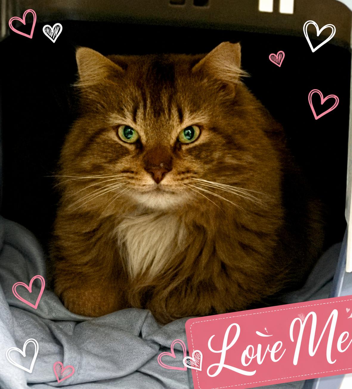 Mr. Snuggles, a Adoptable Domestic Long Hair in Charlotte, NC image 1/6