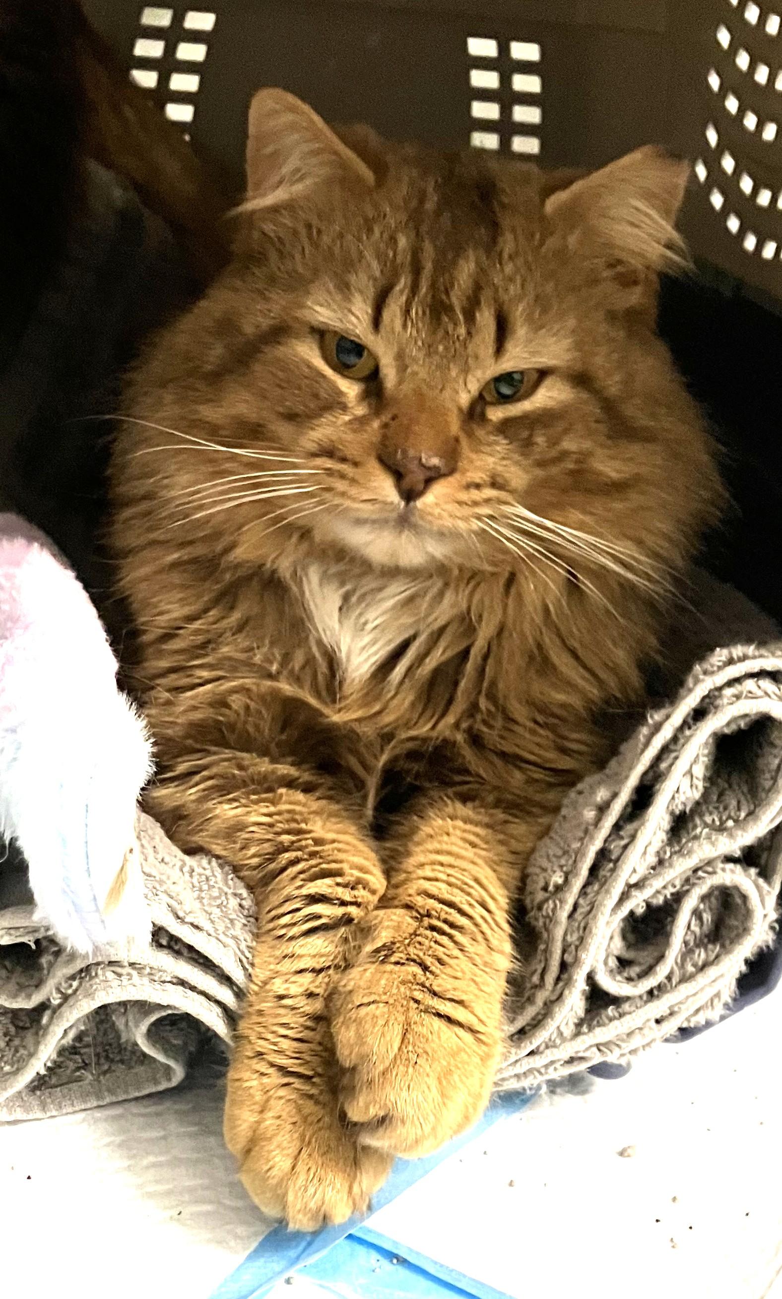 Mr. Snuggles, a Adoptable Domestic Long Hair in Charlotte, NC image 4/6
