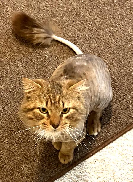 Mr. Snuggles, a Adoptable Domestic Long Hair in Charlotte, NC image 3/6