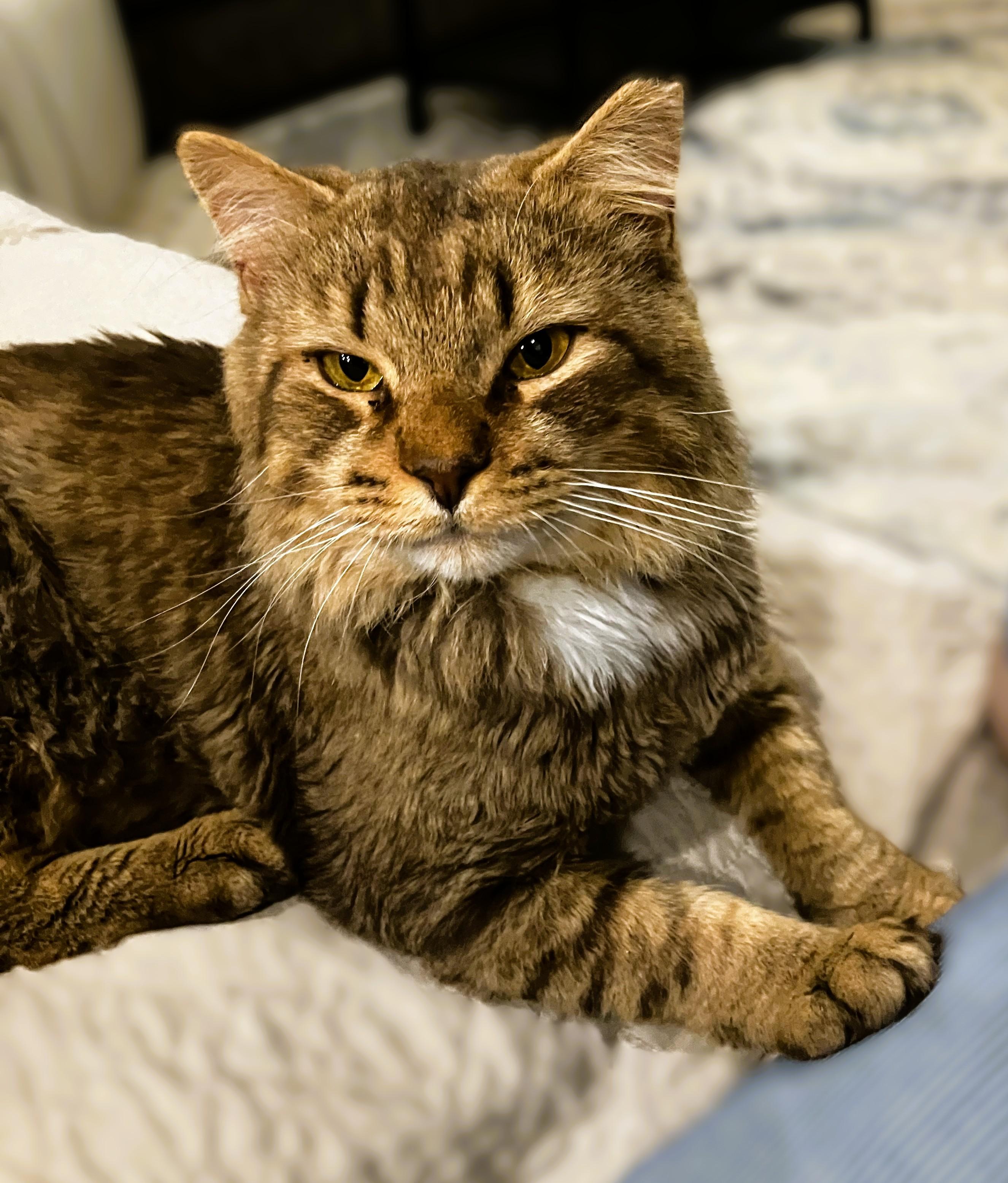 Enlarge Mr. Snuggles, an adopted Domestic Long Hair in Charlotte, NC image 4/6