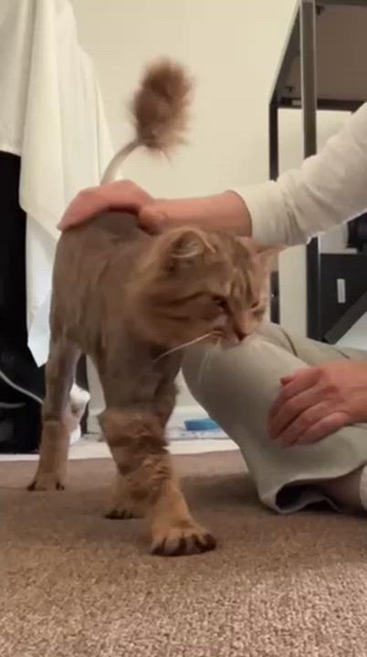 Enlarge Mr. Snuggles, a Adoptable Domestic Long Hair in Charlotte, NC video 2/6