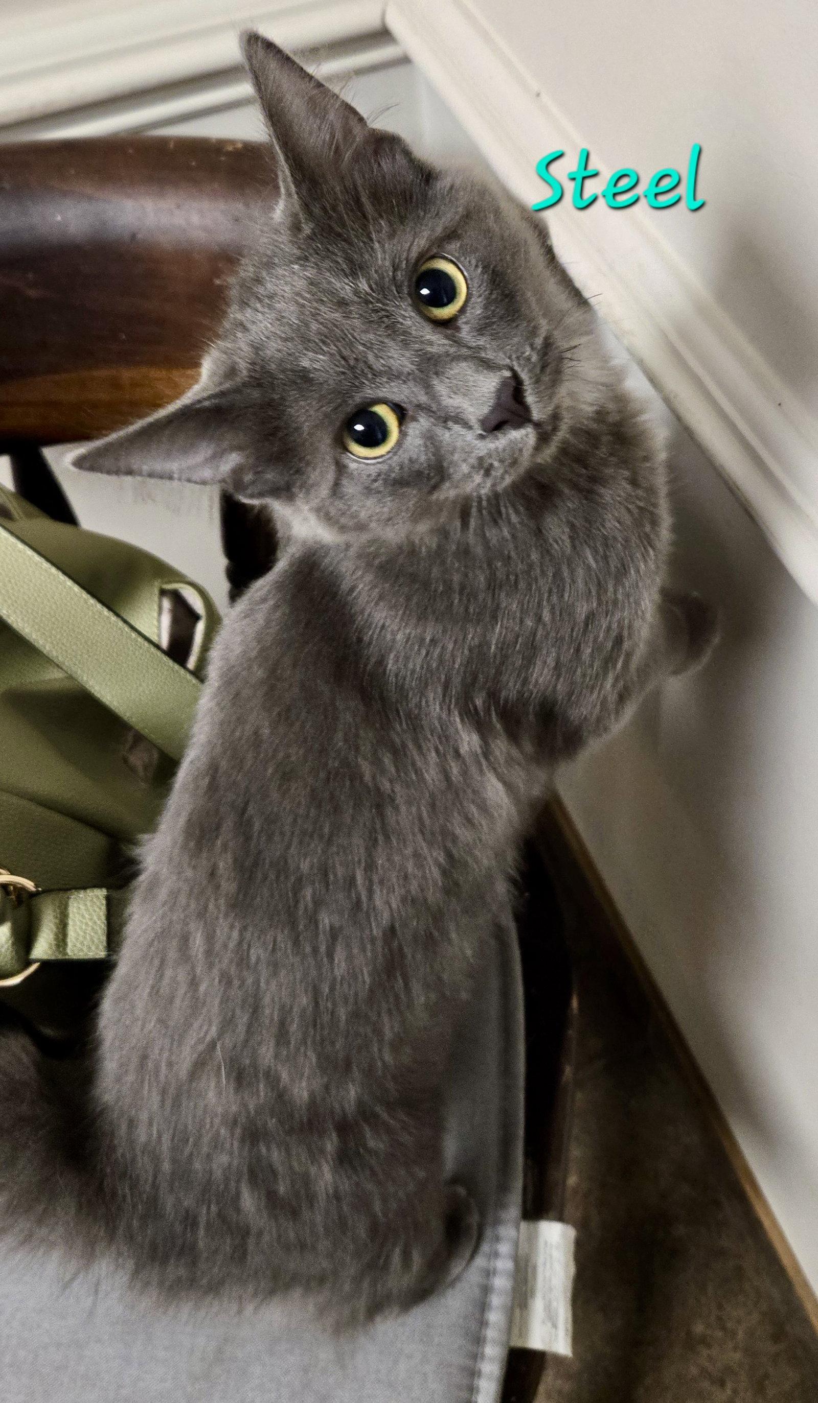 Steel, Adopted, Kitten Male Domestic Short Hair.