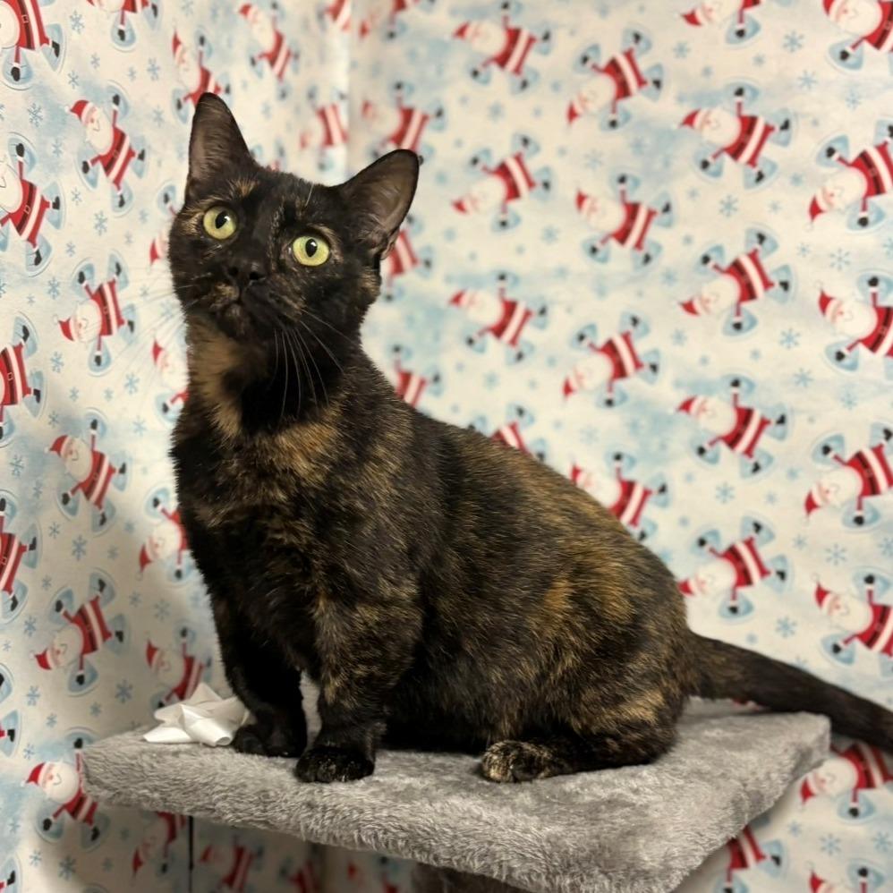 Enlarge Munchkin, a Adoptable Munchkin in Chehalis, WA image 1/1