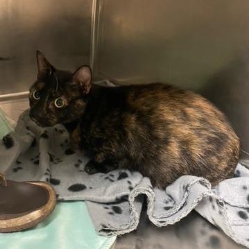 Munchkin, Adoptable, Adult Female Munchkin.