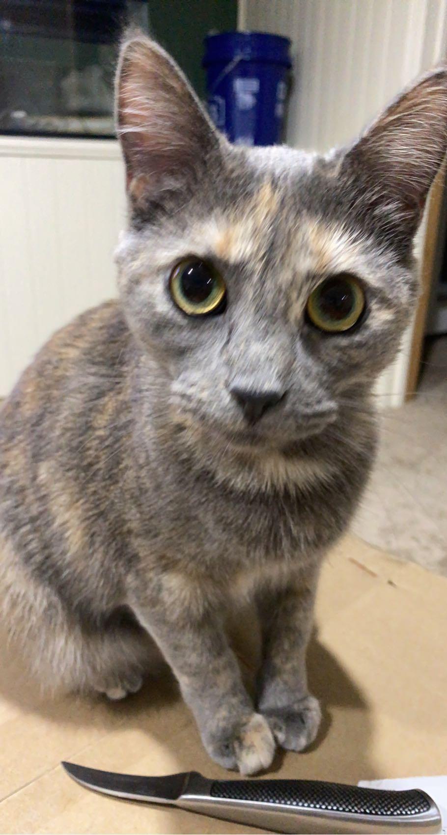 Suki, a Adoptable mixed breed in Omaha, NE image 3/6