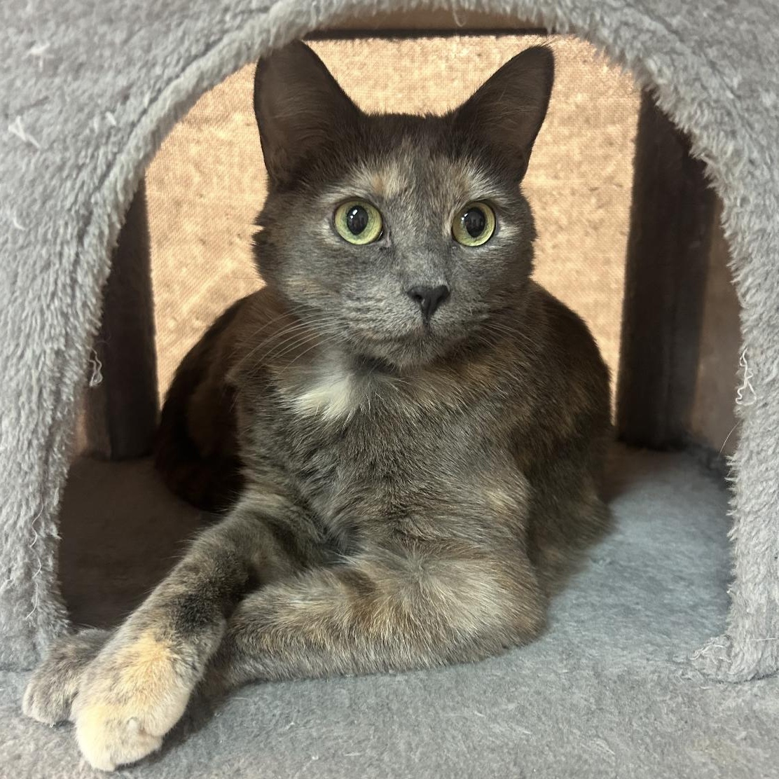 Suki, a Adoptable mixed breed in Omaha, NE image 2/6