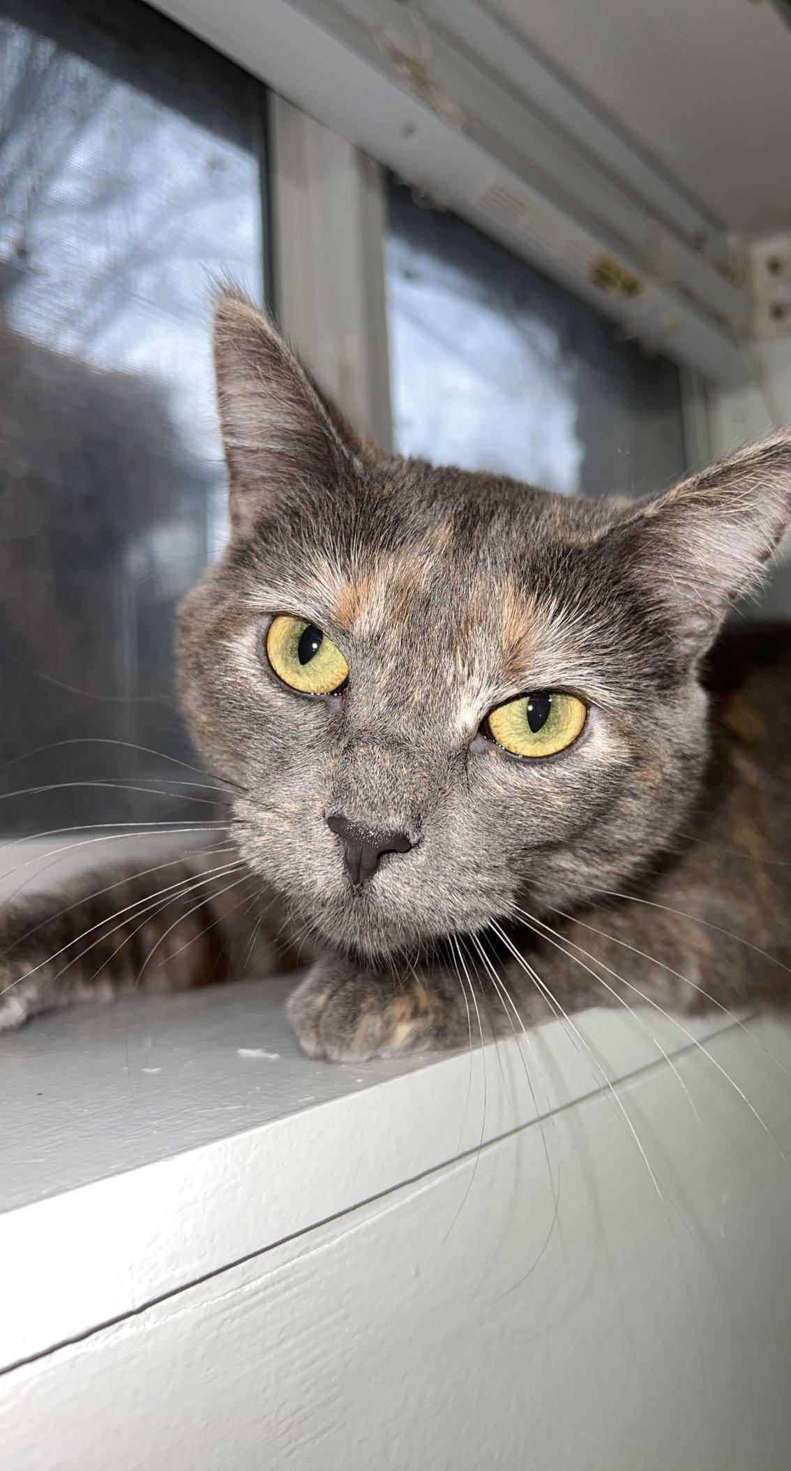 Suki, a Adoptable mixed breed in Omaha, NE image 5/6