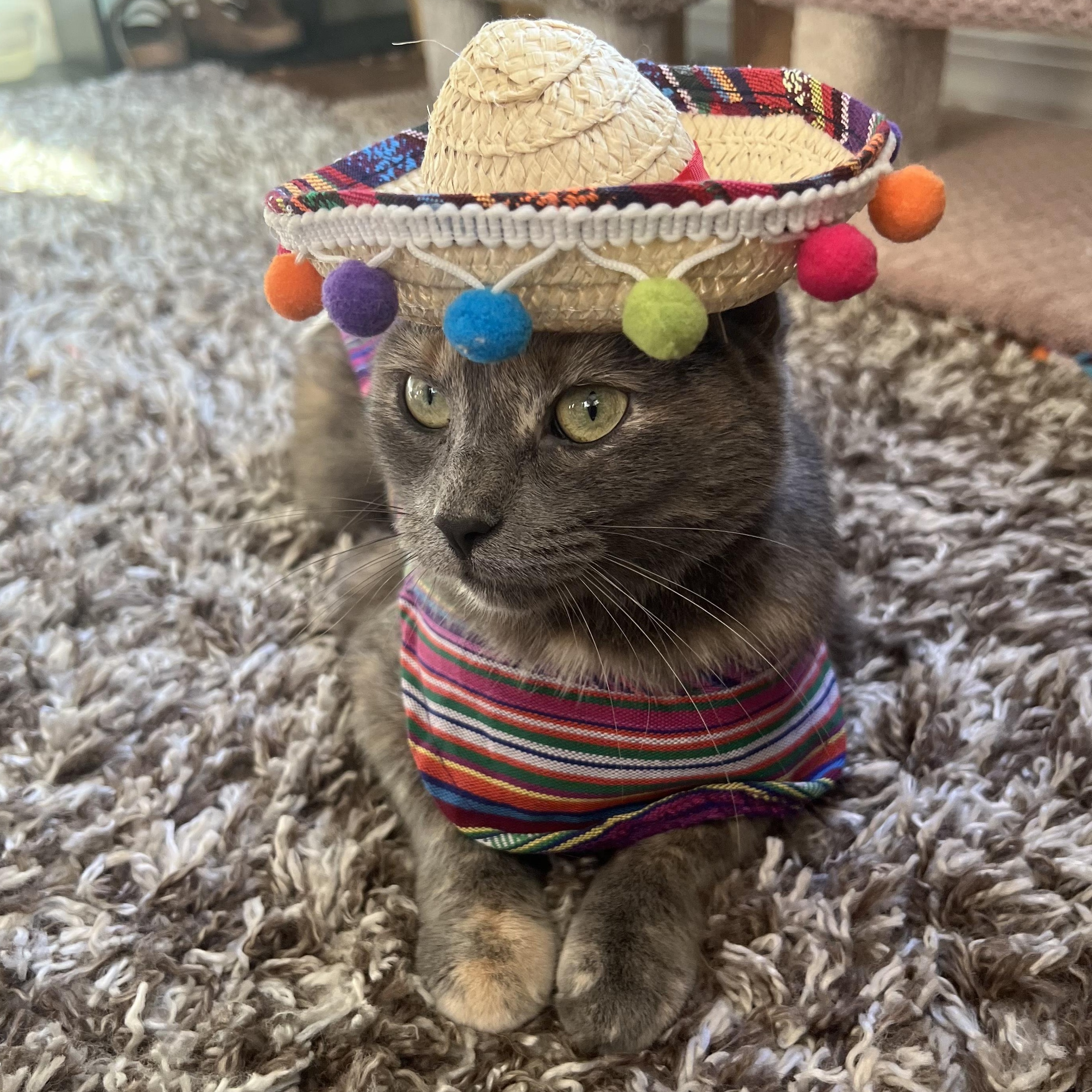 Suki, a Adoptable mixed breed in Omaha, NE image 4/6