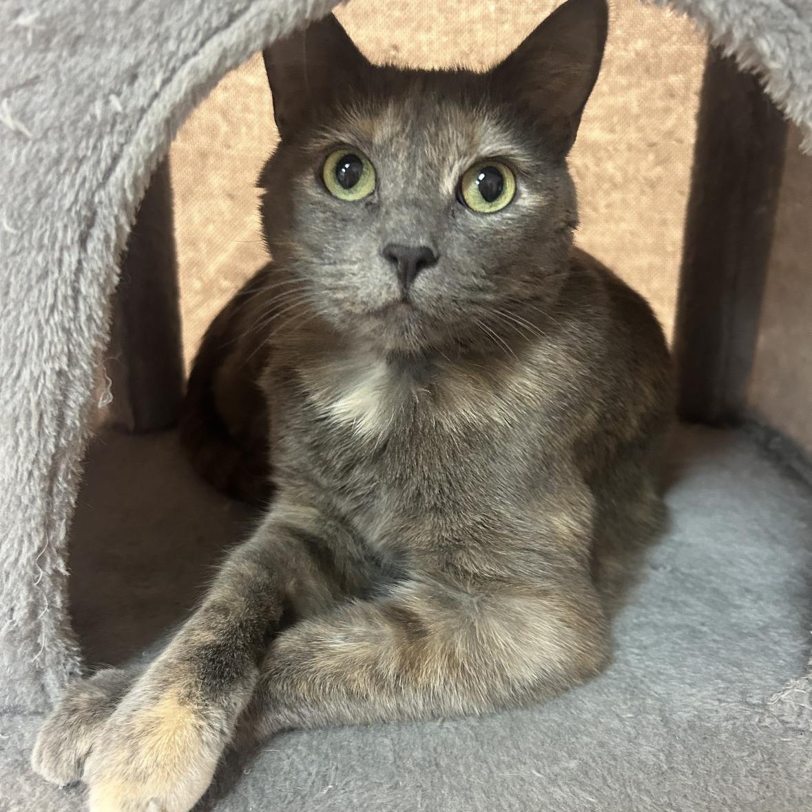 Suki, Adoptable, Adult Female Domestic Short Hair & Dilute Tortoiseshell.