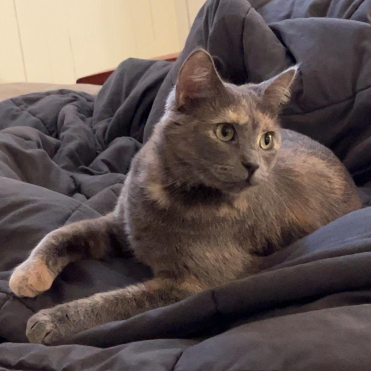 Suki, a Adoptable mixed breed in Omaha, NE image 6/6