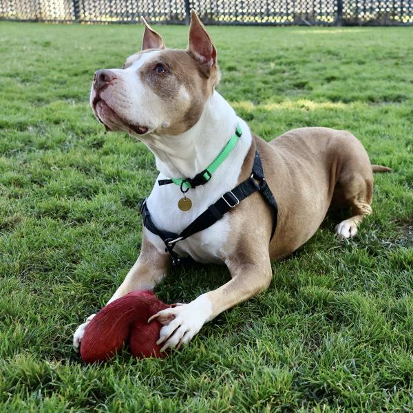 Rolo, Adoptable, Senior Male Pit Bull Terrier.