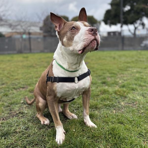 Enlarge Rolo, a Adoptable mixed breed in Oakland, CA image 2/6