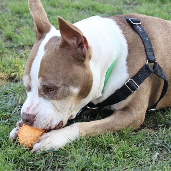 Enlarge Rolo, a Adoptable mixed breed in Oakland, CA image 4/6