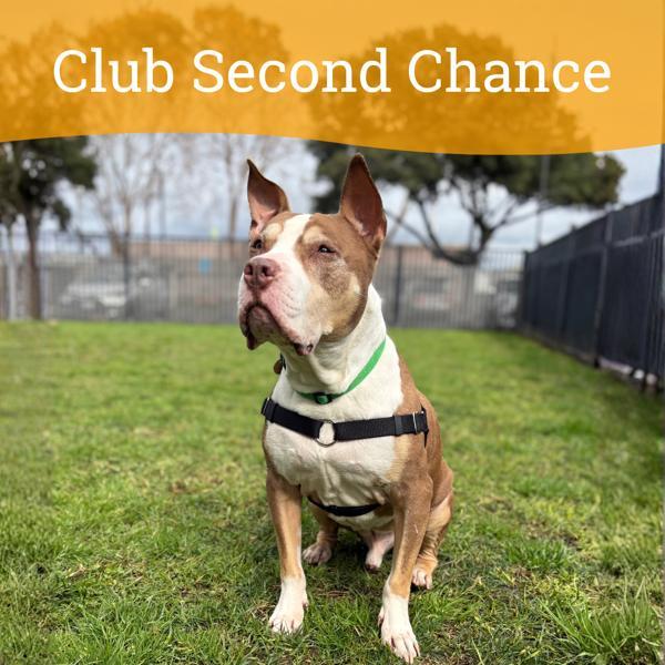 Enlarge Rolo, a Adoptable mixed breed in Oakland, CA image 5/6