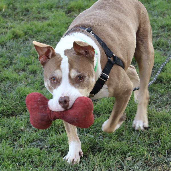 Enlarge Rolo, a Adoptable mixed breed in Oakland, CA image 6/6