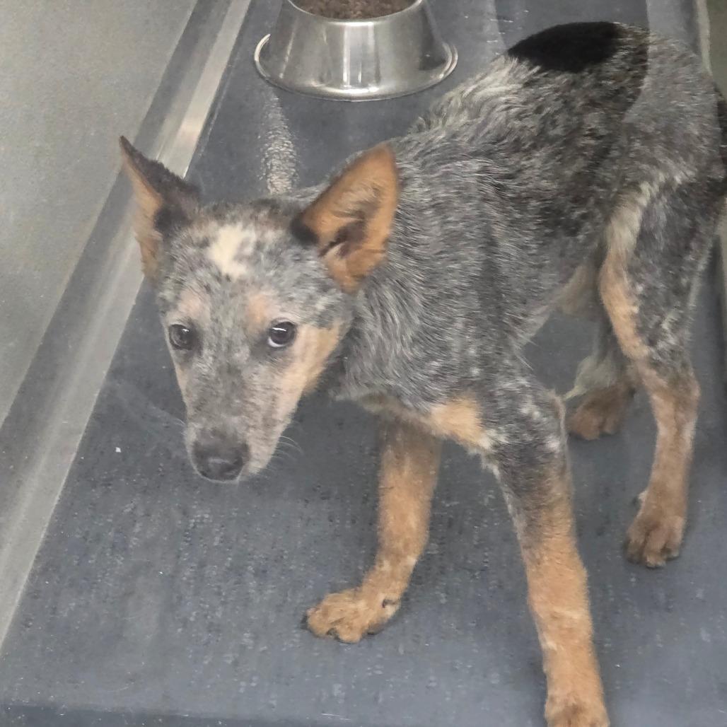 Enlarge Simba, a Adoptable mixed breed in Galax, VA image 1/1