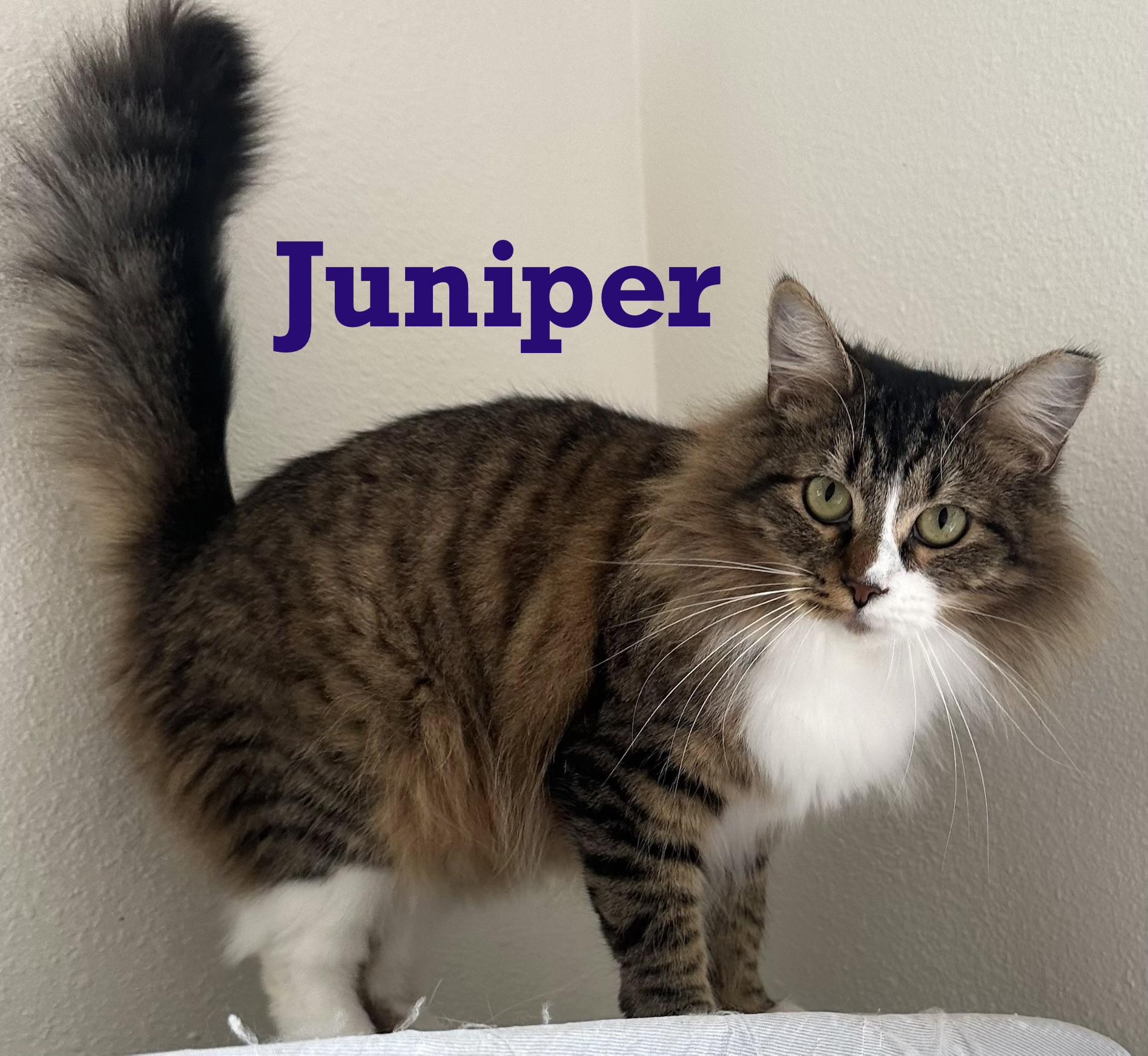 Enlarge Juniper, an adopted mixed breed in Houston, TX image 1/1
